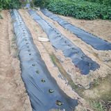 팜모닝 양배추·영농일지 게시글 이미지