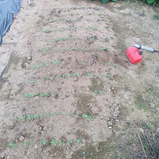 이소영님의 양배추 · 영농일지 작성글 사진