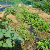 팜모닝 양배추·영농일지 게시글 이미지