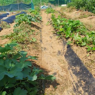 이소영님의 양배추 · 영농일지 작성글 사진