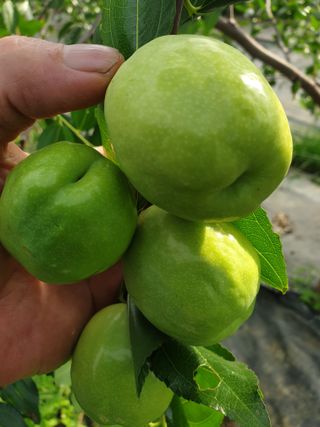 가인 5362님의 9월 내 작물 자랑하기 · 참여글 작성글 사진