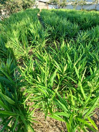 천마산지기농사꾼님의 기타작물 · 자유게시판 작성글 사진