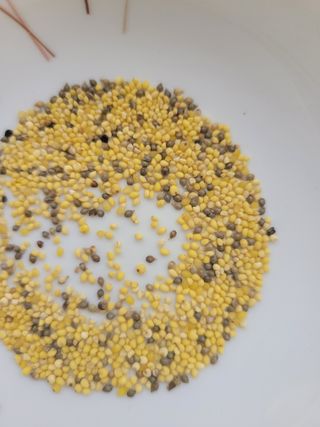 애월댁님의 기타작물 · 병해충상담 작성글 사진