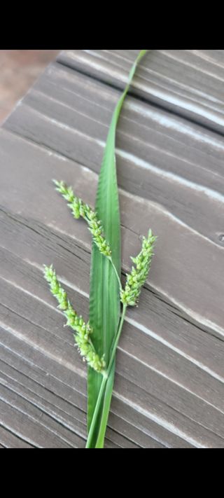 애월댁님의 기타작물 · 병해충상담 작성글 사진