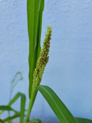 애월댁님의 기타작물 · 병해충상담 작성글 사진