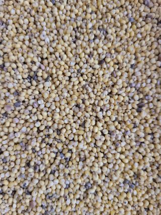 애월댁님의 기타작물 · 병해충상담 작성글 사진