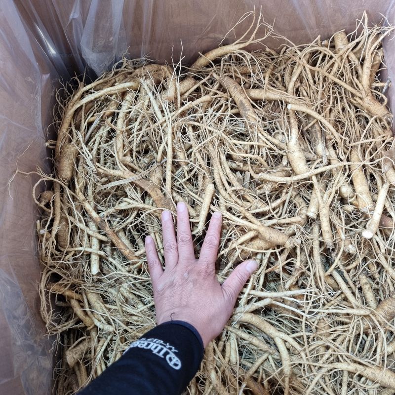 모두팜님의 장터 판매 상품 [6년근 인삼 판매합니다 750g] 첨부 사진