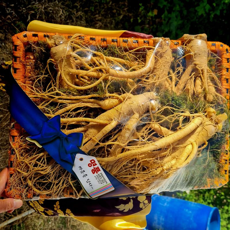 모두팜님의 장터 판매 상품 [6년근 인삼 판매합니다 750g] 첨부 사진