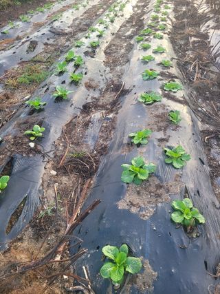 김유숙님의 마늘 · 토양준비 작성글 사진