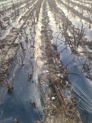 김유숙님의 마늘 · 토양준비 작성글 사진