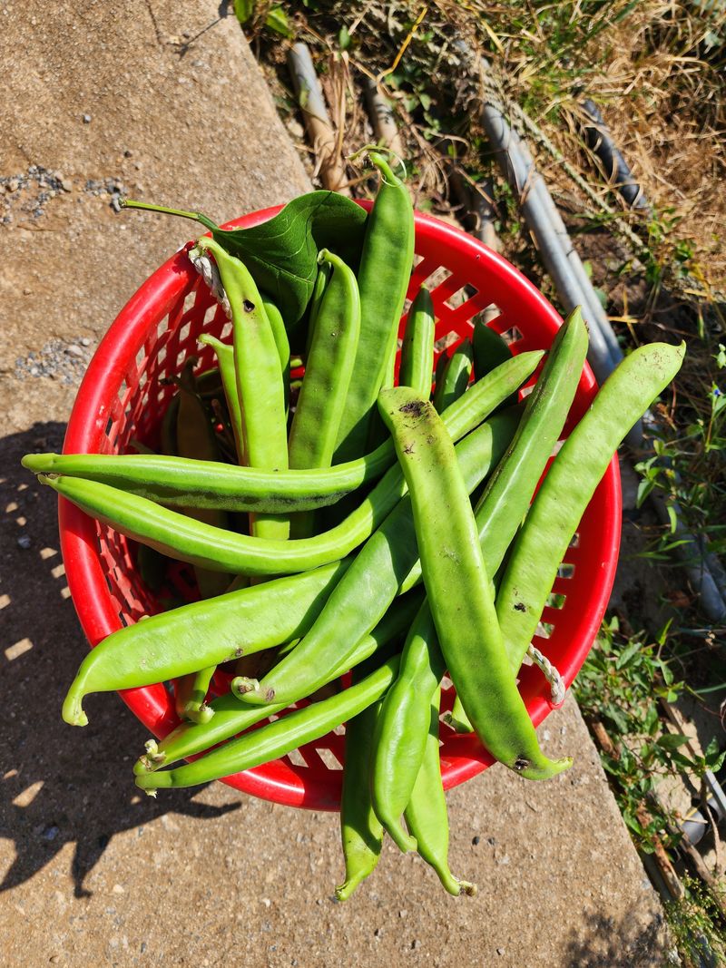 장터 상품 [풋 작두콩 1kg] 썸네일