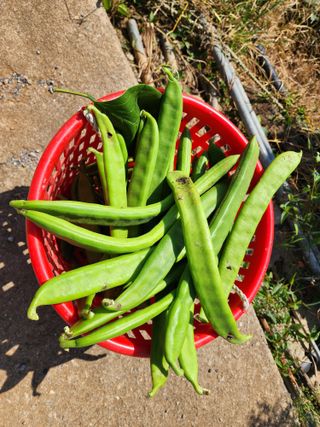 오마니농장님의 작성글 사진