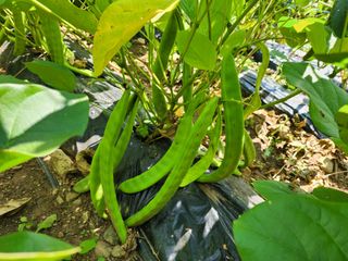 오마니농장님의 작성글 사진