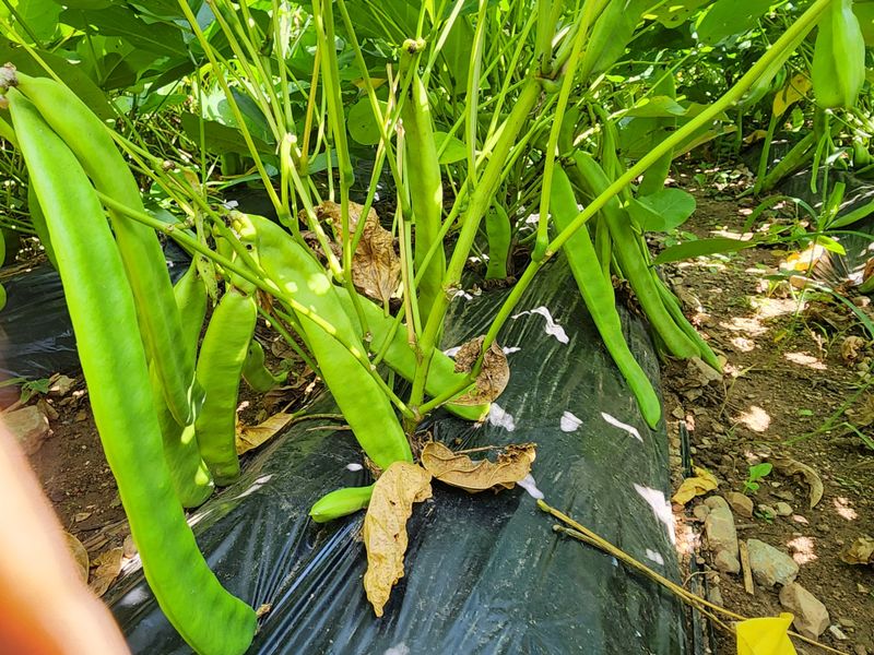 오마니농장님의 장터 판매 상품 [풋 작두콩 1kg] 첨부 사진