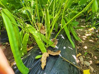 오마니농장님의 작성글 사진