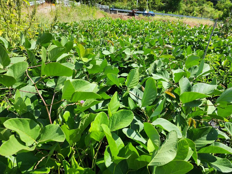 오마니농장님의 장터 판매 상품 [풋 작두콩 1kg] 첨부 사진