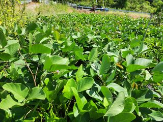 오마니농장님의 작성글 사진