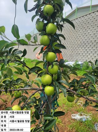 양금님의 9월 내 작물 자랑하기 · 참여글 작성글 사진