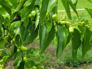 양금님의 9월 내 작물 자랑하기 · 참여글 작성글 사진