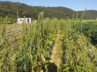 전원수님의 참깨 · 자유게시판 작성글 사진