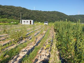 전원수님의 참깨 · 자유게시판 작성글 사진