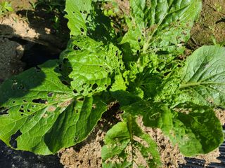 육묘농장님의 배추 · 병해충상담 작성글 사진