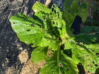 육묘농장님의 배추 · 병해충상담 작성글 사진