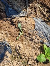 팜모닝 배추·일상 게시글 이미지