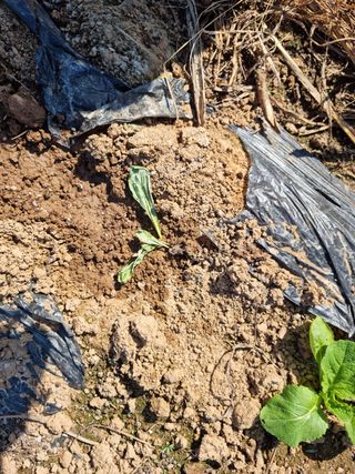 남종희님의 배추 · 일상 작성글 사진
