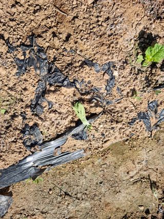 남종희님의 배추 · 일상 작성글 사진