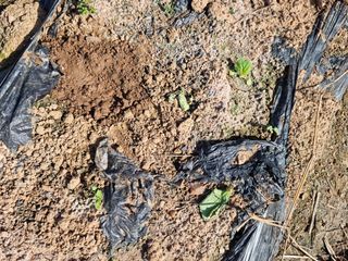 남종희님의 배추 · 일상 작성글 사진