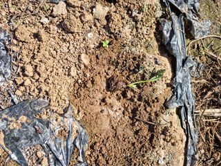 남종희님의 배추 · 일상 작성글 사진