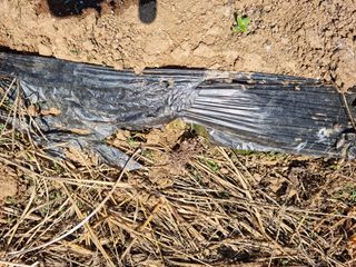 남종희님의 배추 · 일상 작성글 사진