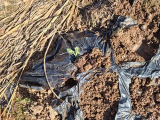 남종희님의 배추 · 일상 작성글 사진