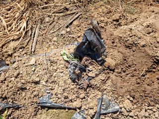 남종희님의 배추 · 일상 작성글 사진