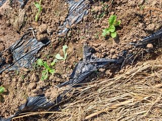 남종희님의 배추 · 일상 작성글 사진