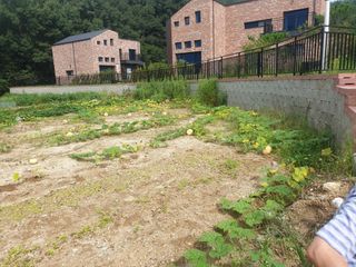 만대산후손님의 9월 내 작물 자랑하기 · 참여글 작성글 사진