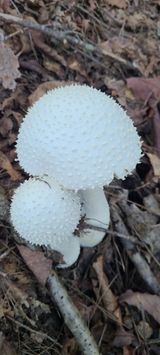 팜모닝 버섯·수확 게시글 이미지