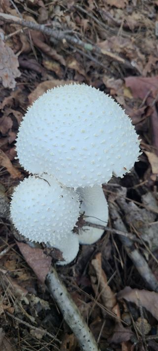 권오정 (천지산)님의 버섯 · 수확 작성글 사진