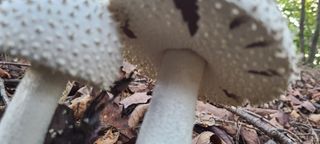 권오정 (천지산)님의 버섯 · 수확 작성글 사진