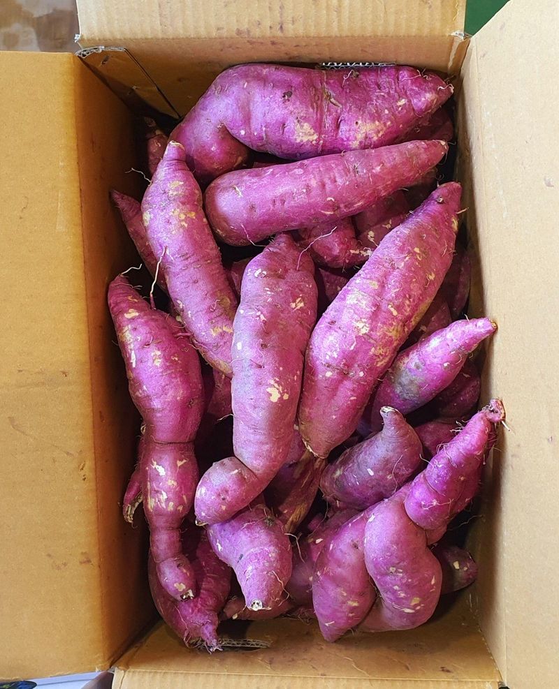 장터 상품 [햇꿀밤고구마꼬불이10kg23.000  마감] 썸네일