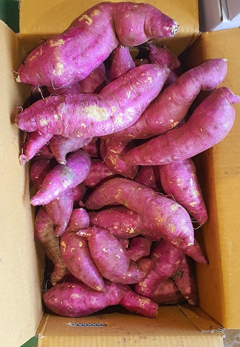 장금이1님의 장터 판매 상품 [햇꿀밤고구마꼬불이10kg23.000  마감] 첨부 사진