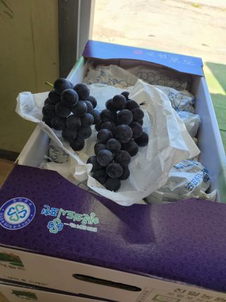 내촌촌놈님의 9월 내 작물 자랑하기 · 참여글 작성글 사진