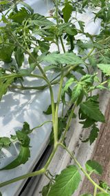 팜모닝 토마토·병해충상담 게시글 이미지