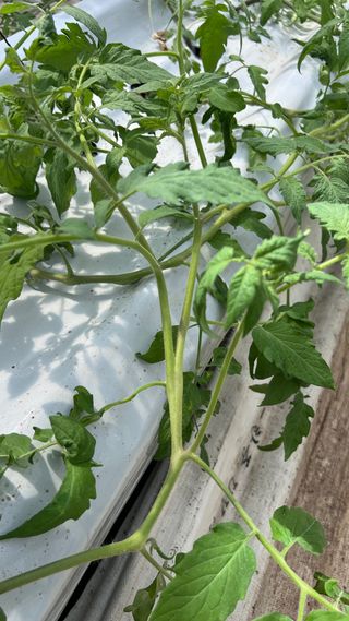 김상영님의 토마토 · 병해충상담 작성글 사진