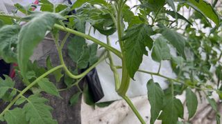 김상영님의 토마토 · 병해충상담 작성글 사진