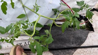 김상영님의 토마토 · 병해충상담 작성글 사진