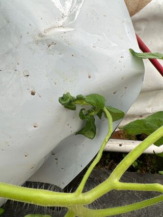 김상영님의 토마토 · 병해충상담 작성글 사진