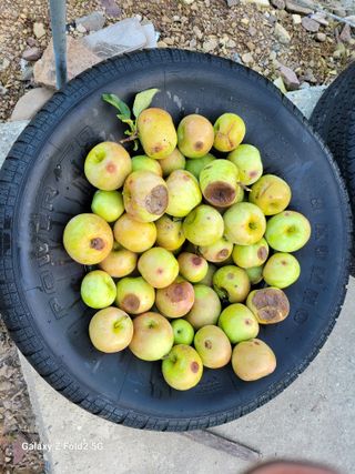 팜모닝회원 신영섭님의 사과 · 병해충상담 작성글 사진