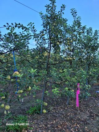 팜모닝회원 신영섭님의 사과 · 병해충상담 작성글 사진